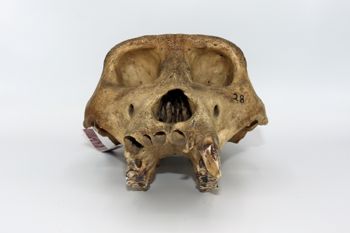 Media type: image;   Mammalogy BOM-9587 Description: Gorilla skull anterior view;